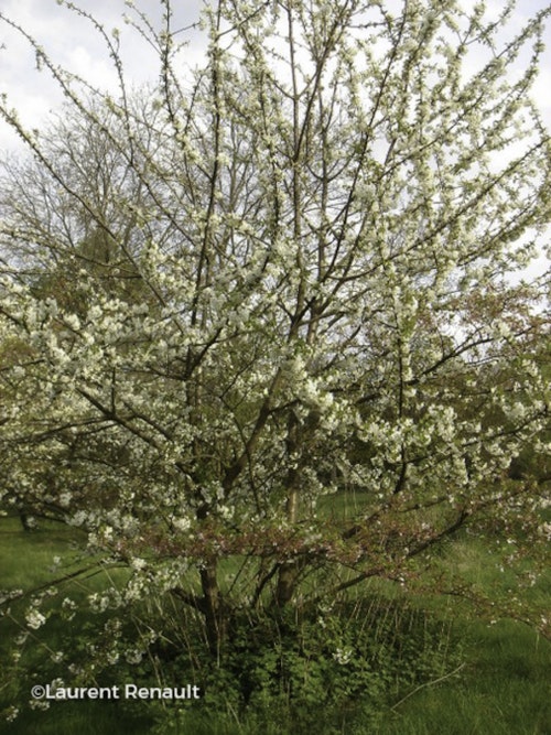 Photo Prunus avium
