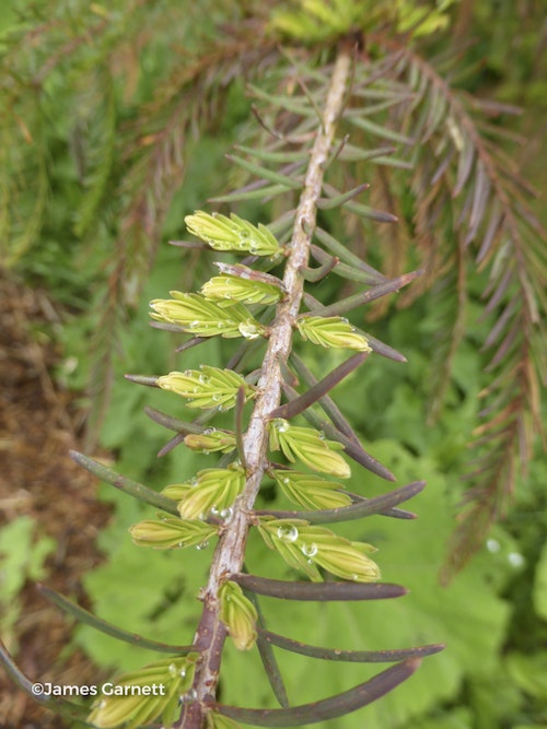 Photo Taxodium mucronatum