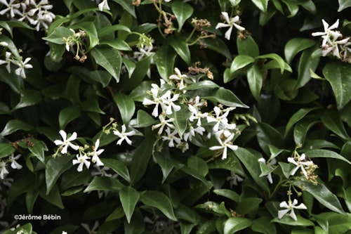 Photo Trachelospermum jasminoides