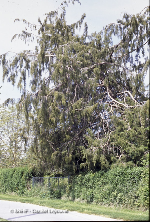 Photo Juniperus virginiana