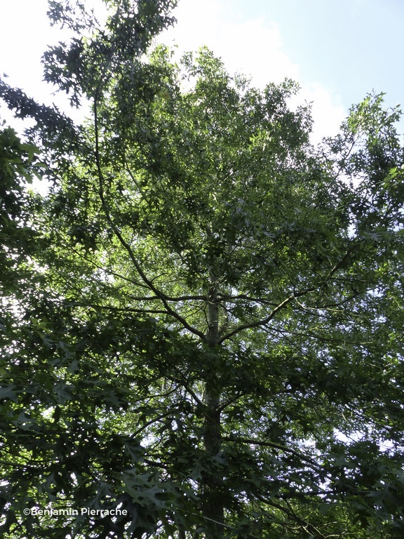 Image de Quercus coccinea
