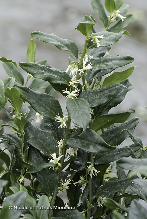 Image de Sarcococca ruscifolia