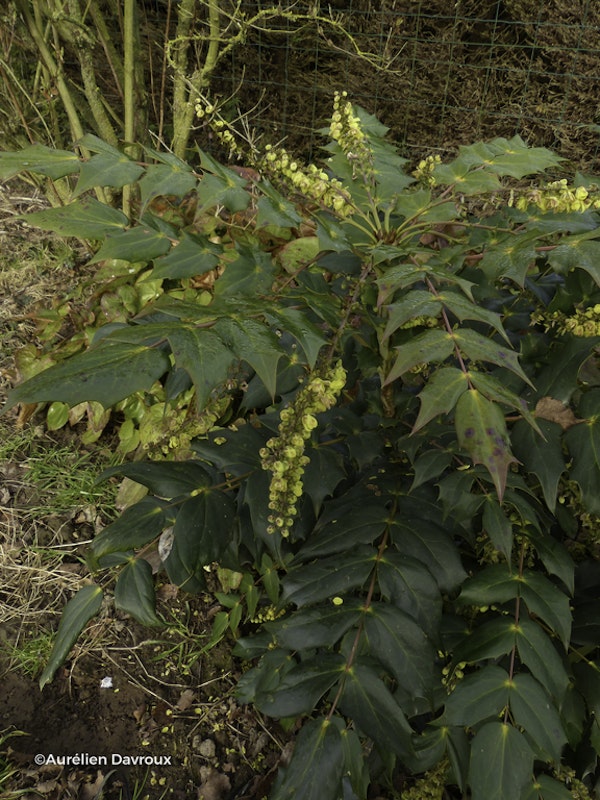 Photo Mahonia japonica 'Hivernant'