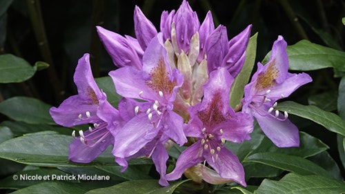 Photo Rhododendron ponticum