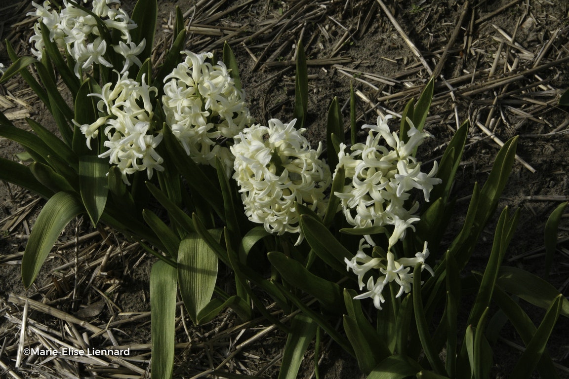 Image de Hyacinthus orientalis