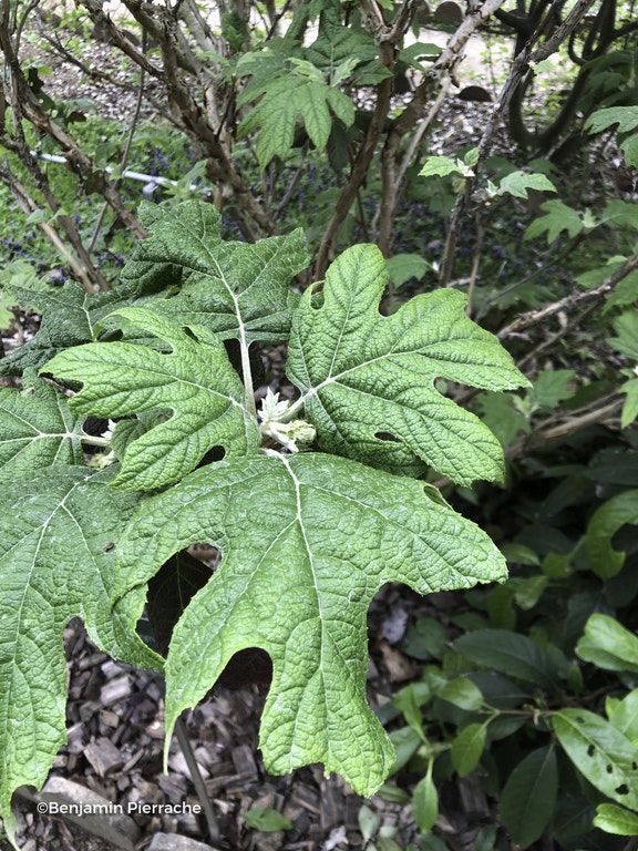 Image de Hydrangea quercifolia