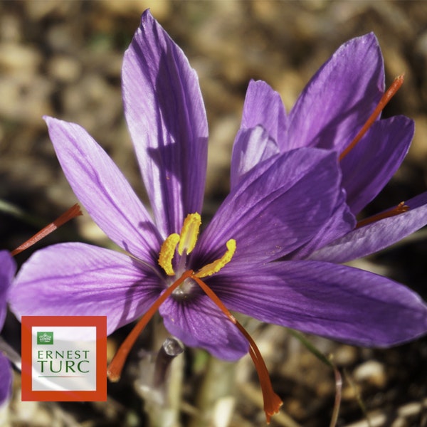 Photo Crocus sativus