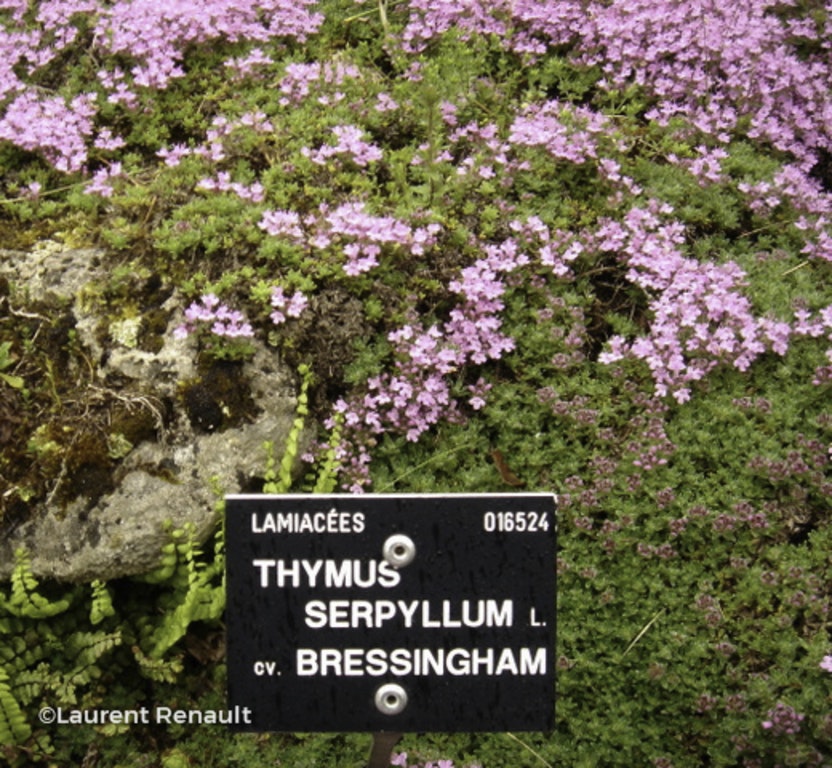 Image de Thymus praecox 'Bressingham'