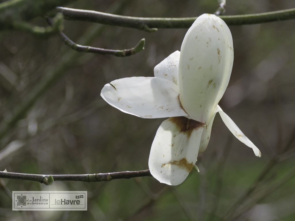 Image de Magnolia denudata