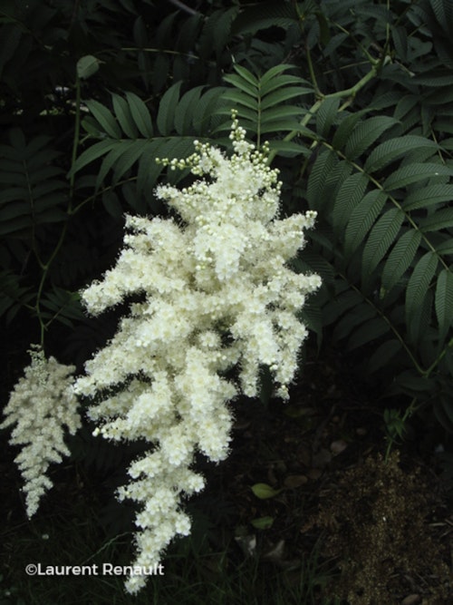 Photo Sorbaria sorbifolia
