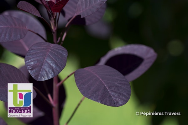 Photo Cotinus coggygria 'Royal Purple'