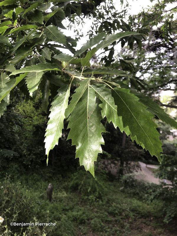 Photo Quercus castaneifolia