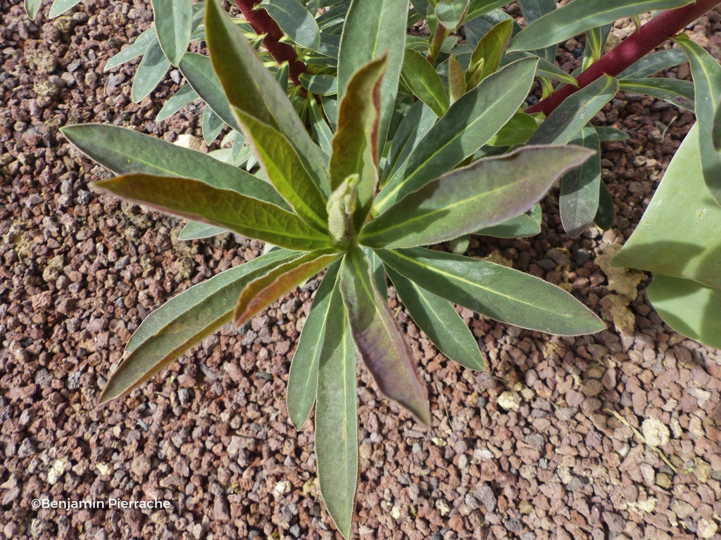 Image de Euphorbia martini
