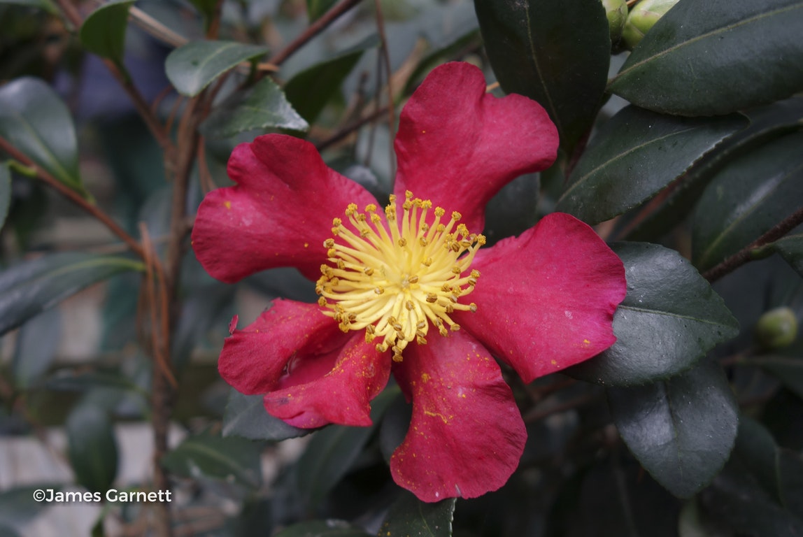 Image de Camellia x vernalis 'Yuletide'