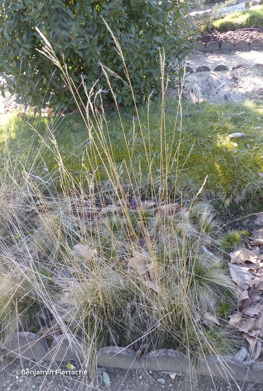 Image de Dinebra panicea subsp. brachiata