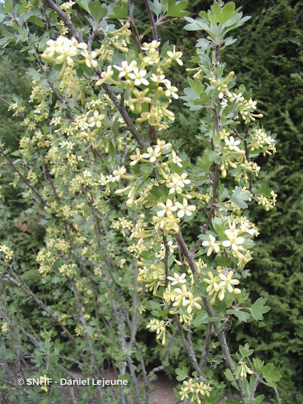 Photo Ribes aureum var. aureum