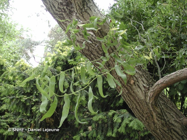 Photo Salix babylonica var. pekinensis 'Tortuosa'