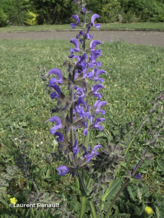 Image de Salvia pratensis