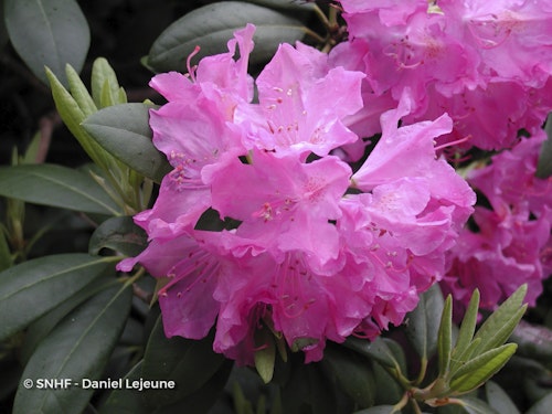 Photo Rhododendron ponticum