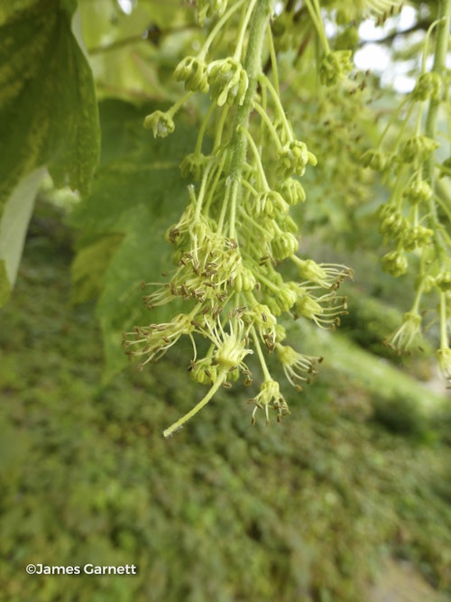 Photo Acer pseudoplatanus 'Leopoldii'