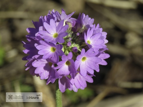 Photo Primula denticulata