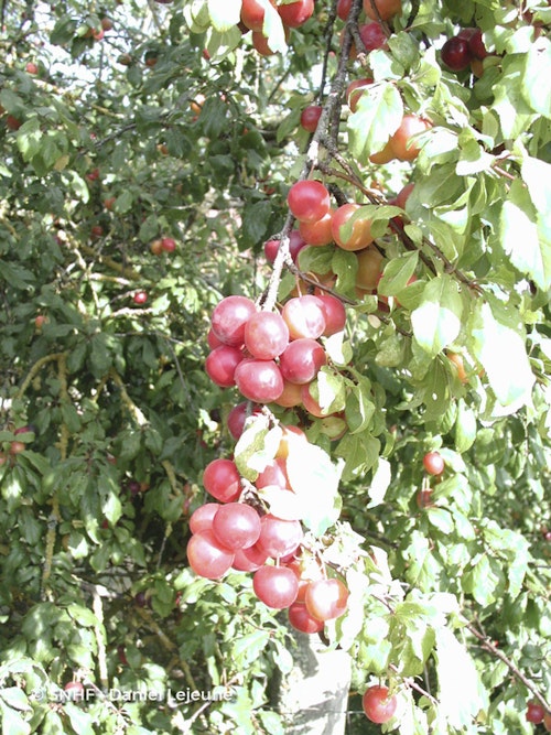 Photo Prunus cerasifera