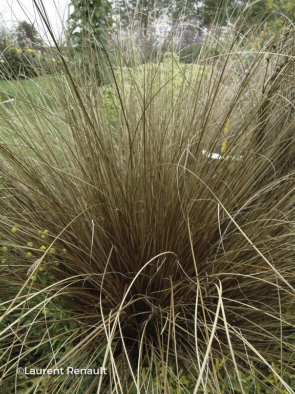 Image de Carex buchananii