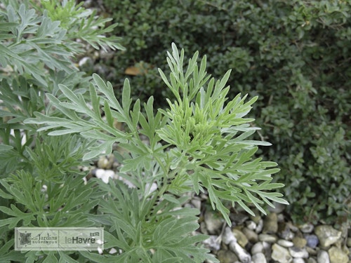 Photo Artemisia absinthium