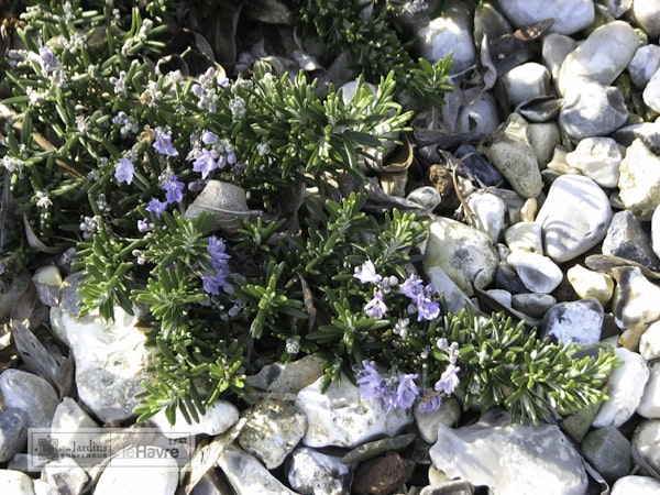 Photo Salvia rosmarinus ( Prostrata Group ) 'Pointe du Raz'
