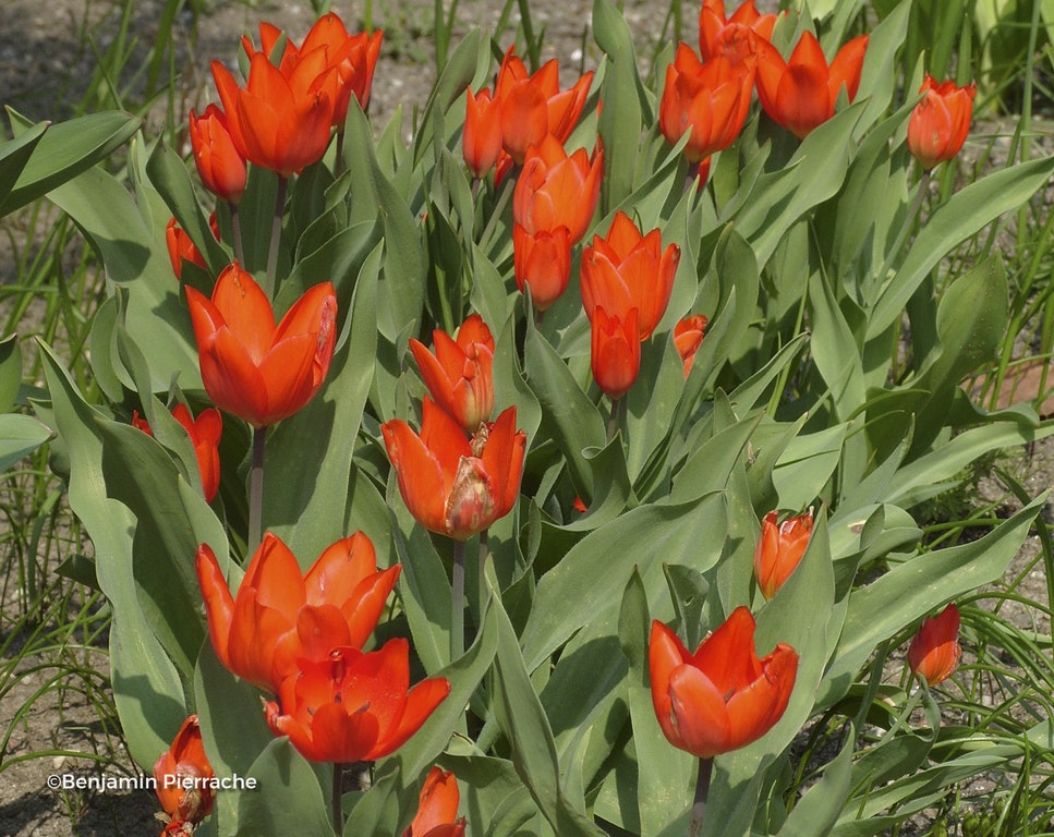 Image de Tulipa praestans