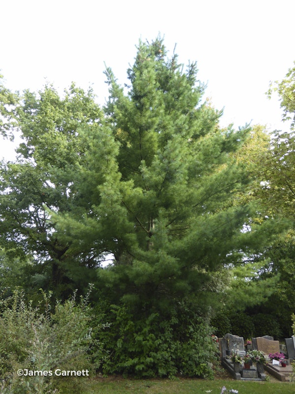 Photo Pinus strobus