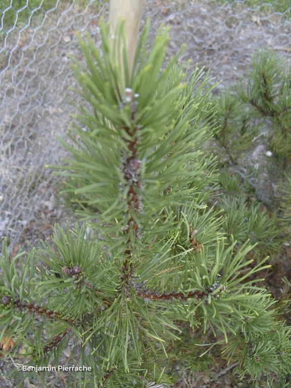 Image de Pinus mugo 'Carstens'