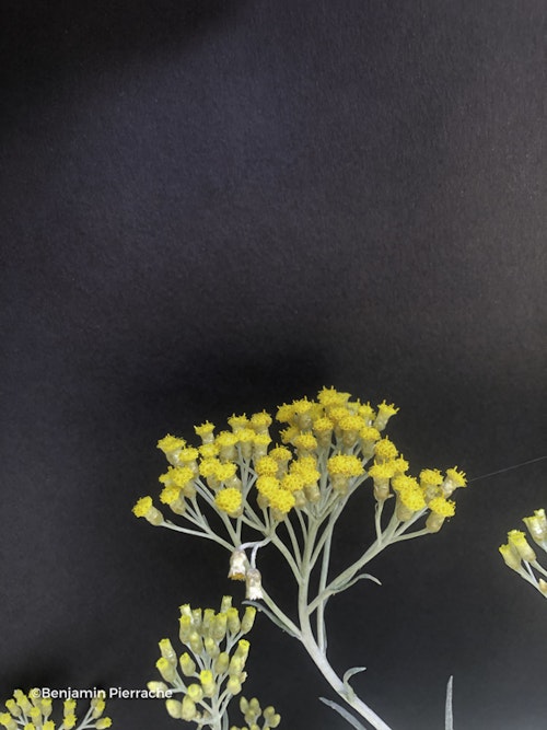 Photo Helichrysum italicum