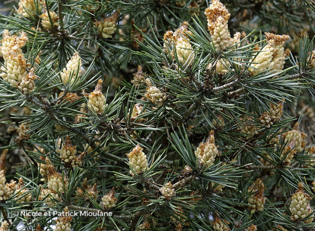 Image de Pinus sylvestris