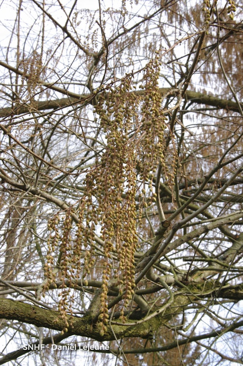 Photo Metasequoia glyptostroboides