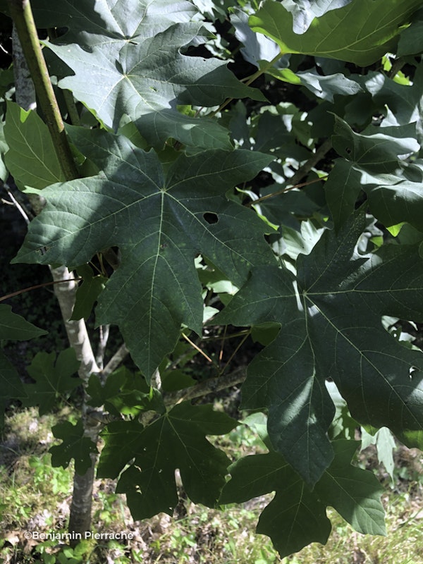 Photo Acer macrophyllum