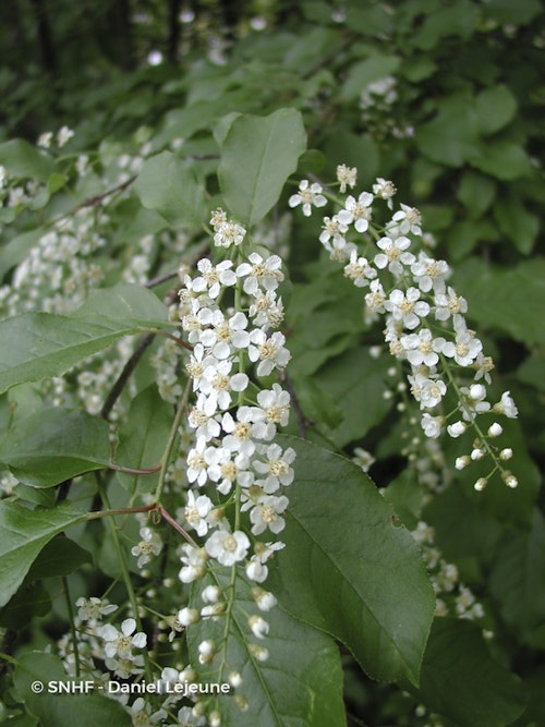 Photo Prunus serotina