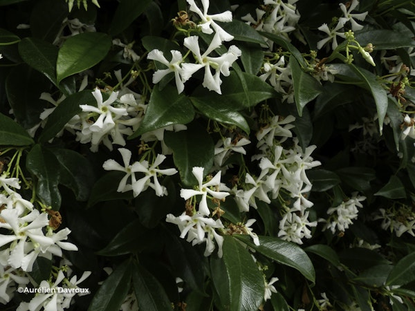 Photo Trachelospermum jasminoides