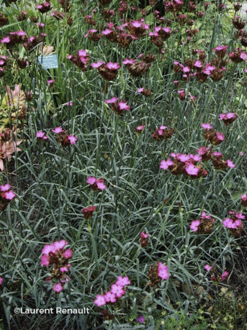 Photo Dianthus carthusianorum