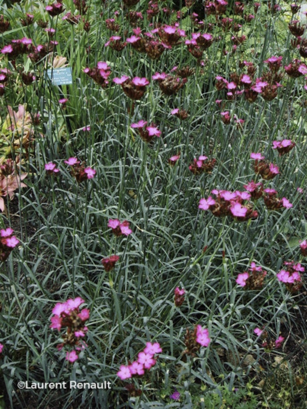 Photo Dianthus carthusianorum
