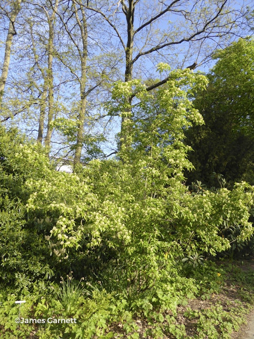 Photo Acer tataricum subsp. ginnala