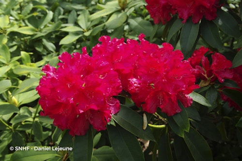 Photo Rhododendron spp.