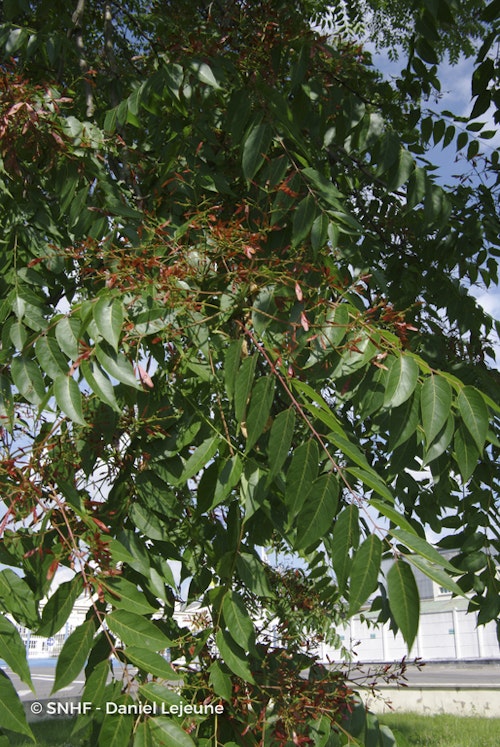 Photo Ailanthus altissima
