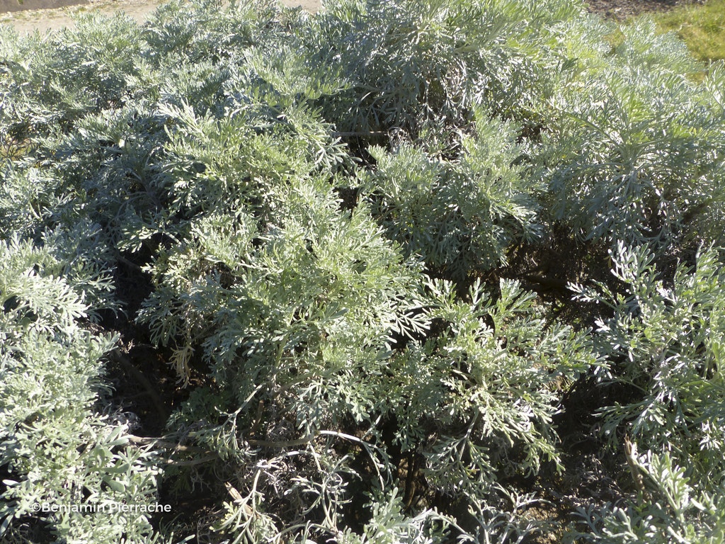 Image de Artemisia arborescens