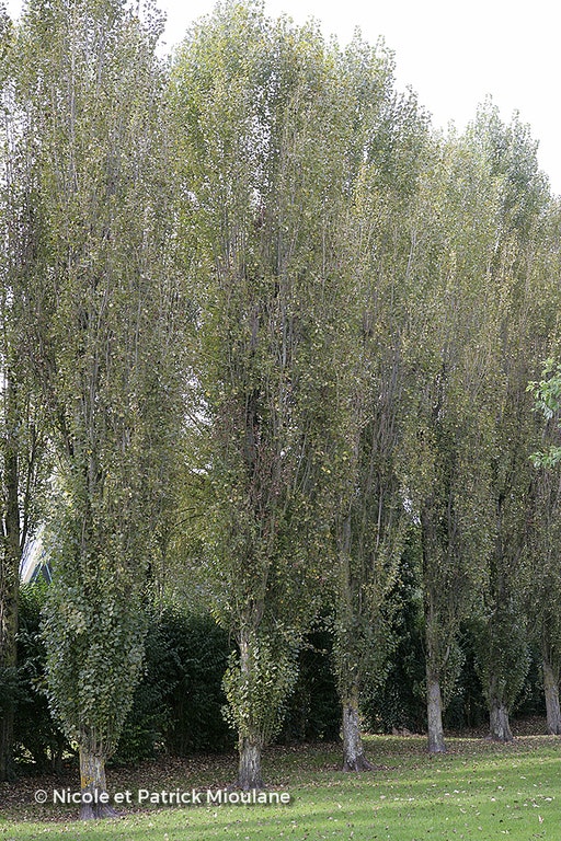 Image de Populus nigra 'Italica'