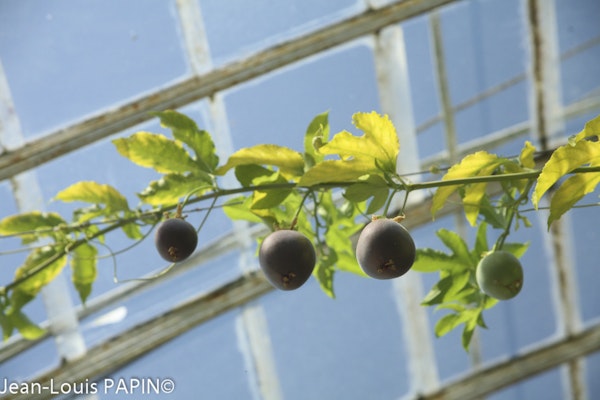 Photo Passiflora edulis