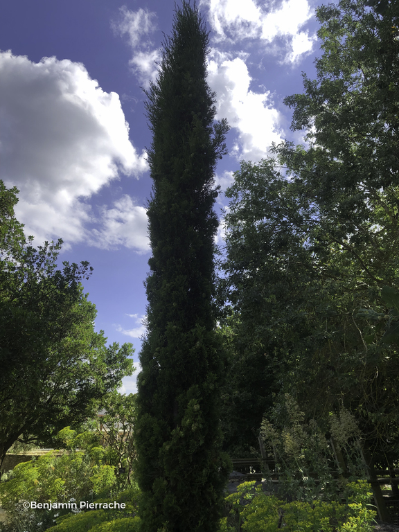 Floriscope | Cupressus Sempervirens ( Stricta Group )