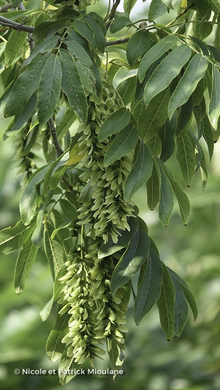 Image de Pterocarya fraxinifolia