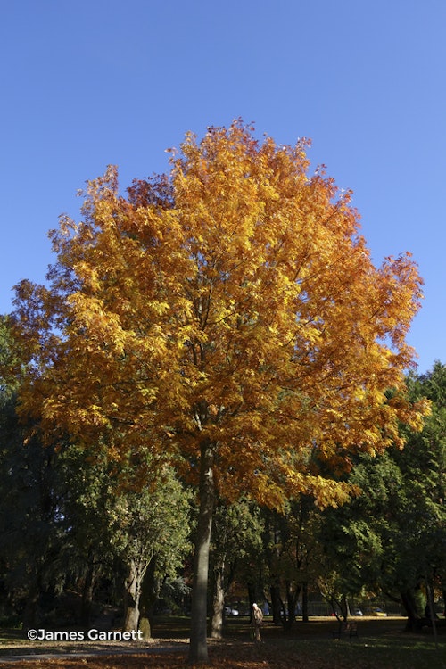 Photo Quercus shumardii