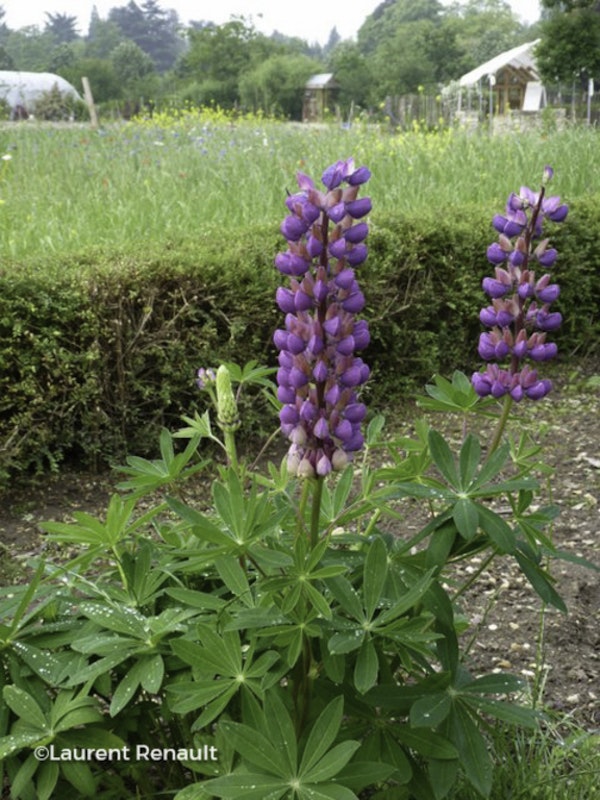 Photo Lupinus x regalis ( Russell Group )